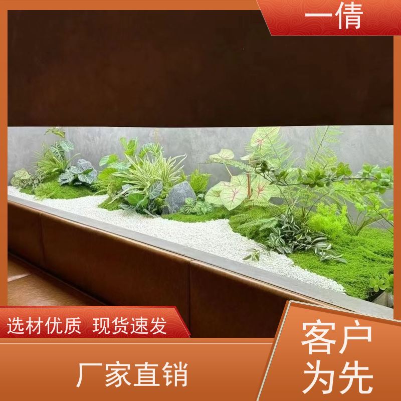 一倩花卉 室内 造型螺纹铁 室内植物出租 全城配送 上门养护