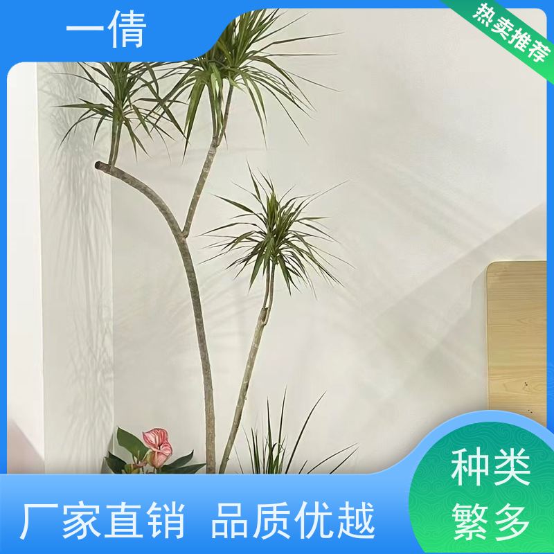 一倩花卉 深圳 碧玉 绿植租赁 桌面绿植 花木护理