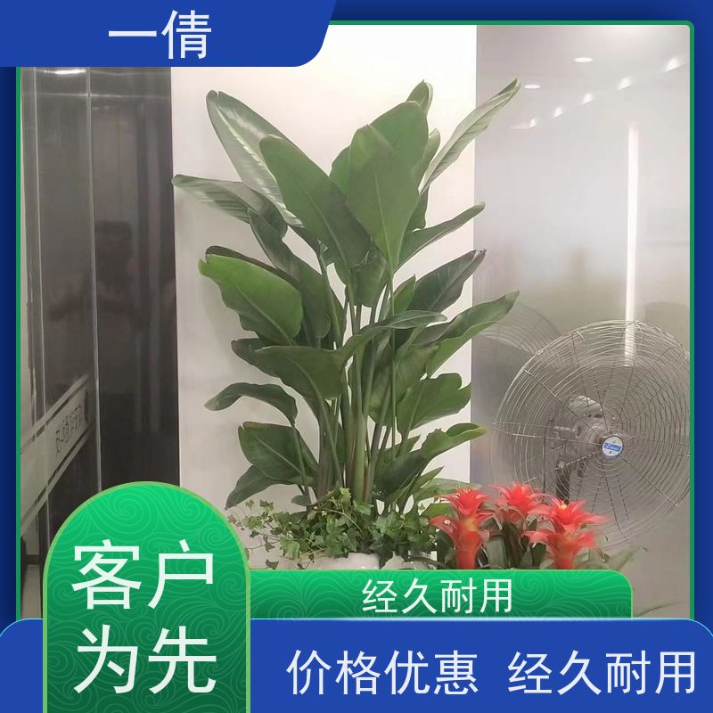 一倩花卉 深圳 虎尾兰 开业花篮租赁 种类繁多 规格齐全