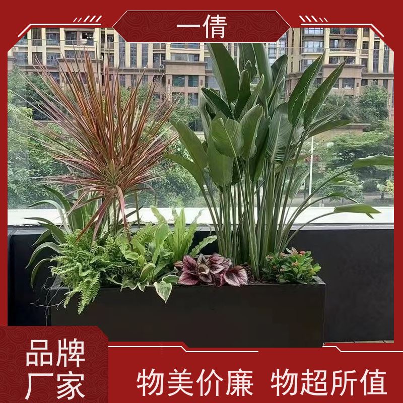 一倩花卉 办公室 三杆发财树 开业花篮租赁 全城配送 上门养护