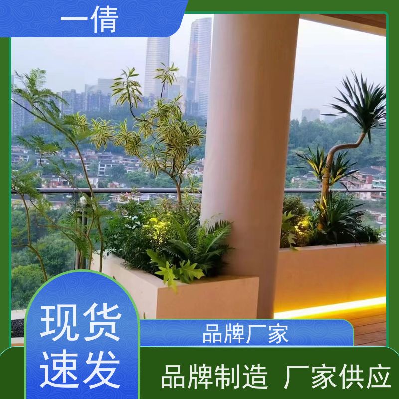 一倩花卉 深圳 龙血树 绿植租摆 桌面绿植 花木护理