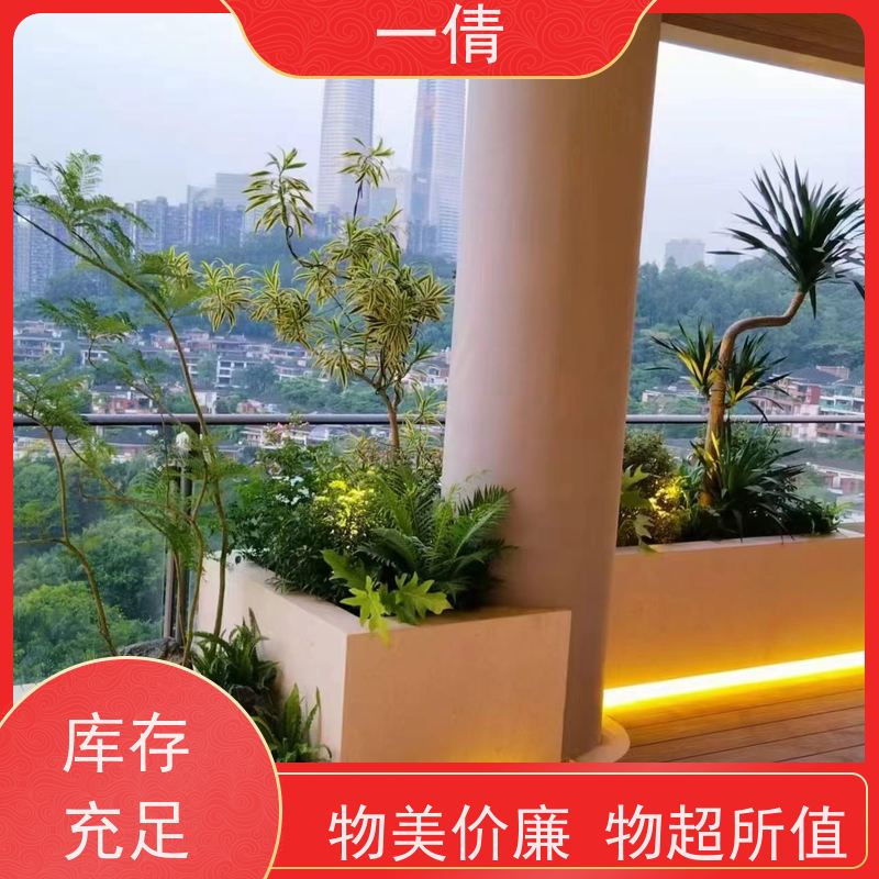 一倩花卉 深圳 巴西美人 绿植出售 种类繁多 规格齐全
