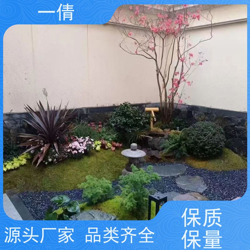 一倩花卉 室内 树厥 绿植租摆 种类繁多 规格齐全