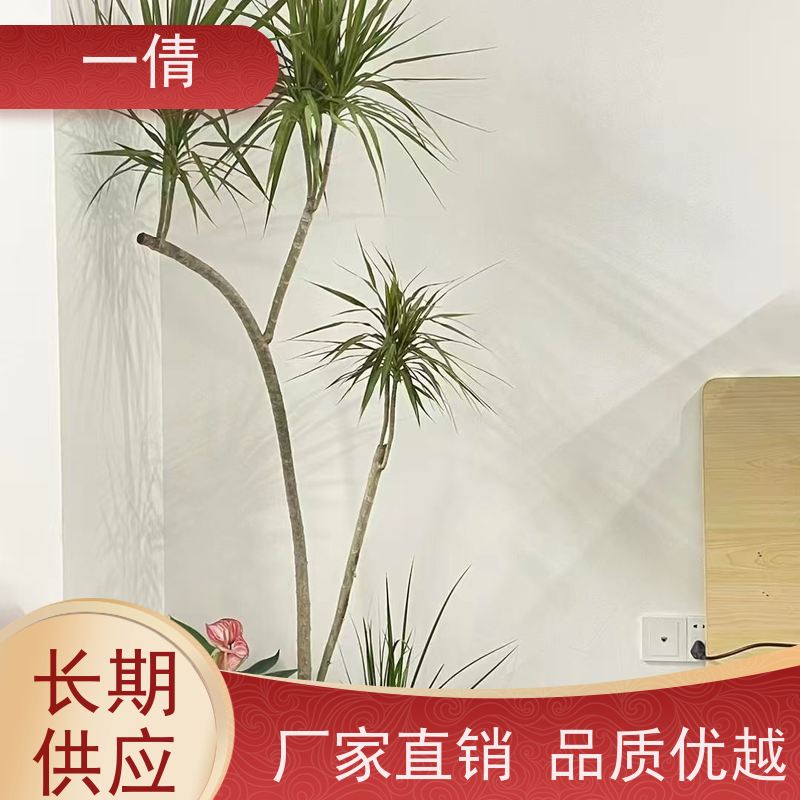 一倩花卉 前台 多枝巴西木 开业花篮租赁 种类繁多 规格齐全