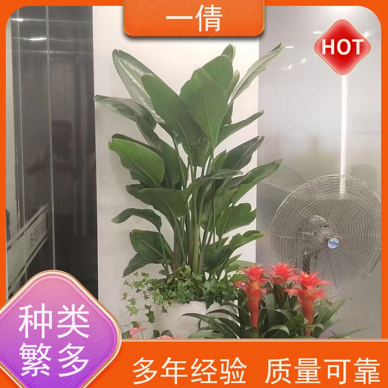 一倩花卉 室内 7寸盆四季桔 绿植出售 全城配送 上门养护