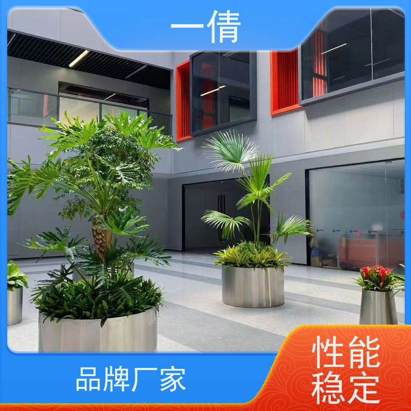 一倩花卉 前台 小琴叶榕 室内植物出租 全城配送 上门养护
