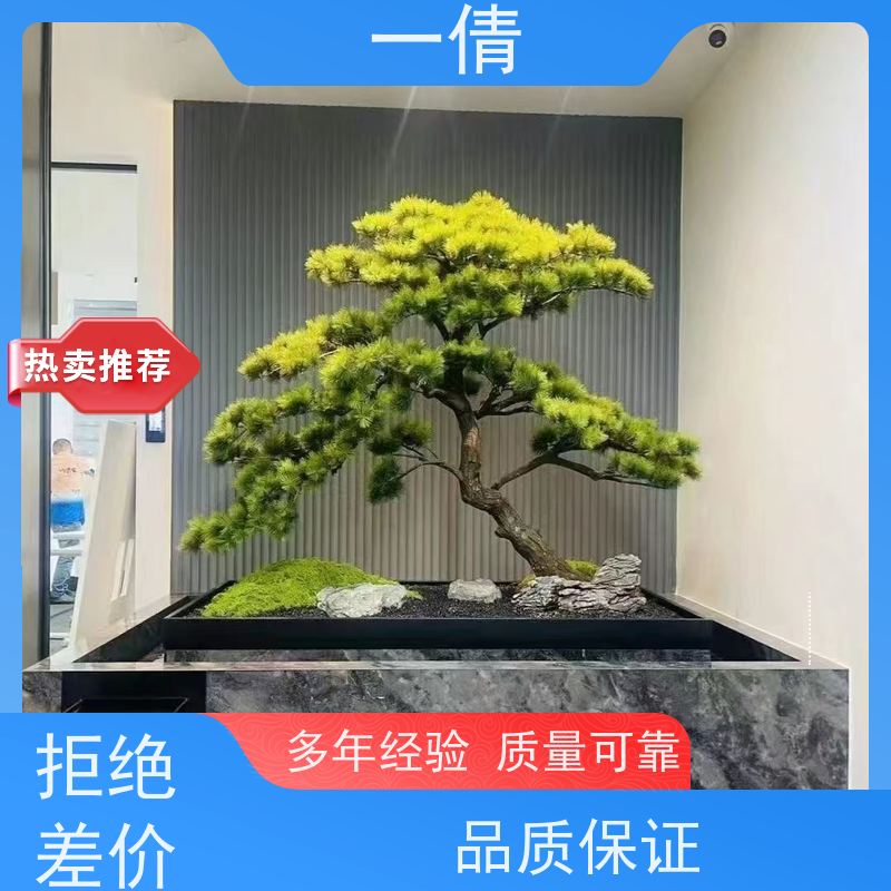 一倩花卉 前台 蝴蝶兰 室内植物出租 种类繁多 规格齐全