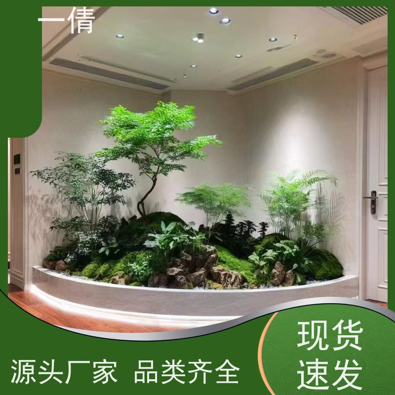 一倩花卉 办公室 百合竹 绿植租赁 种类繁多 规格齐全