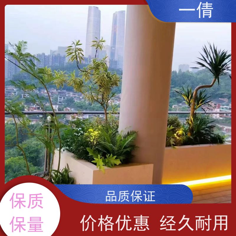 一倩花卉 办公室 金钱兜 绿植租赁 全城配送 上门养护