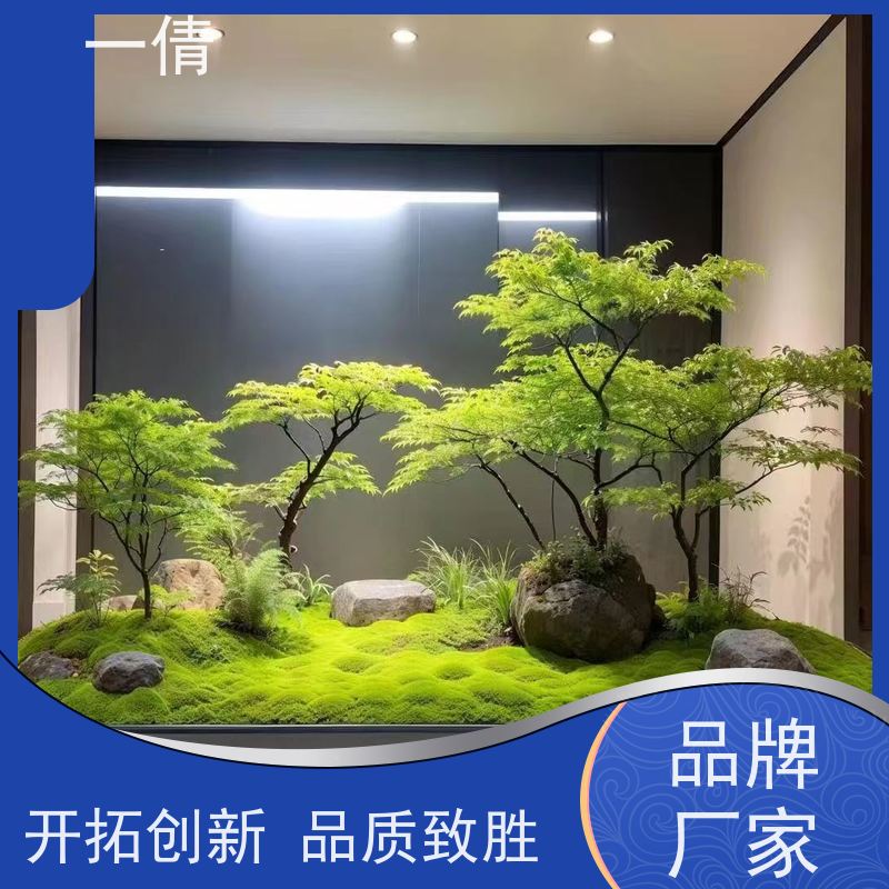 一倩花卉 室内 平安树 绿植租赁 种类繁多 规格齐全