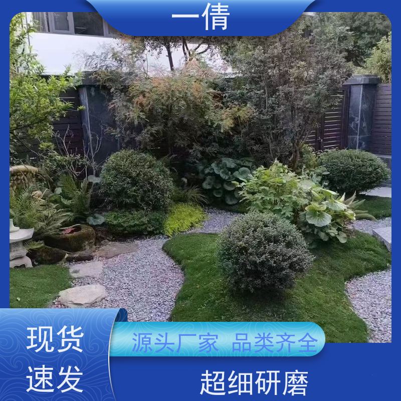 一倩花卉 前台 富贵籽 绿植租赁 桌面绿植 花木护理