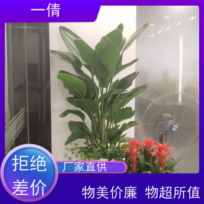 一倩花卉 室内 好事花生 开业花篮租赁 桌面绿植 花木护理