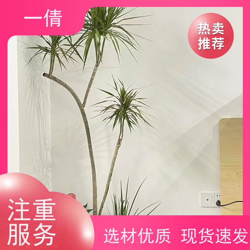 一倩花卉 前台 鸭脚木 绿植租赁 桌面绿植 花木护理