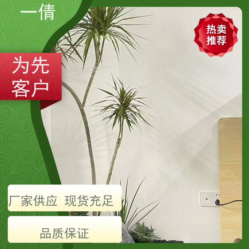 一倩花卉 室内 好事花生 绿植出售 种类繁多 规格齐全