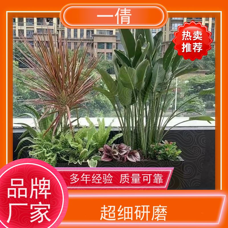 一倩花卉 室内 巴西木 绿植租赁 种类繁多 规格齐全