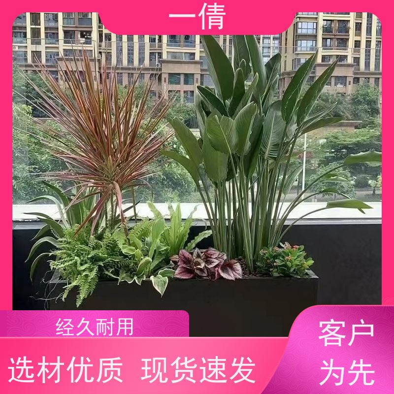 一倩花卉 深圳 16寸盆四季桔 绿植租赁 种类繁多 规格齐全