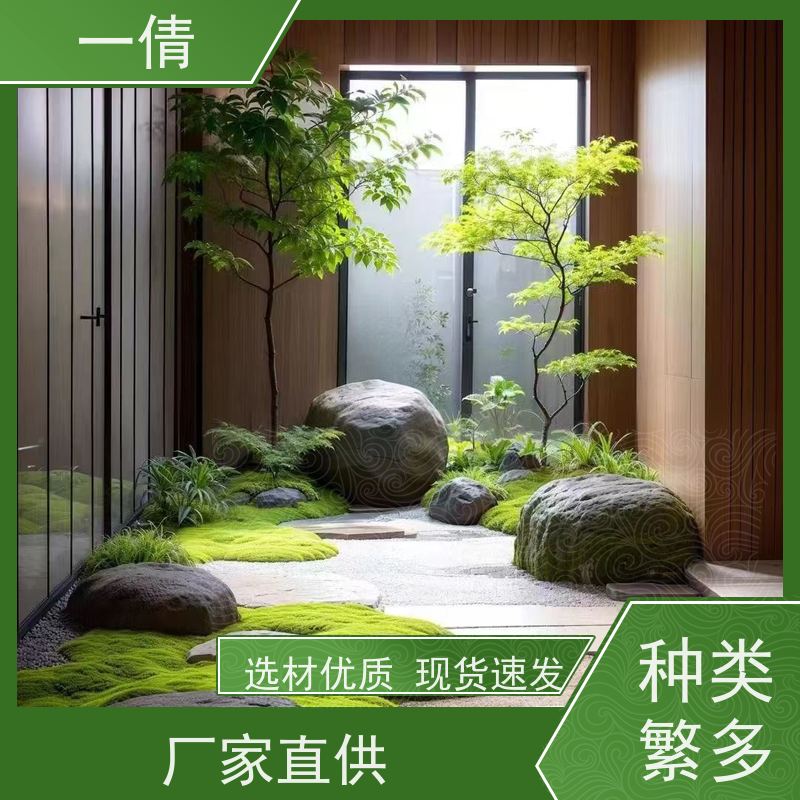 一倩花卉 室内 袖珍椰子 室内植物出租 种类繁多 规格齐全