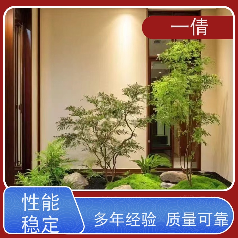 一倩花卉 深圳 三杆发财树 绿植租赁 桌面绿植 花木护理