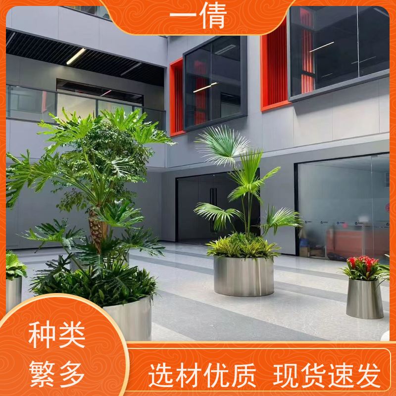 一倩花卉 深圳 夏威夷竹 绿植出售 桌面绿植 花木护理