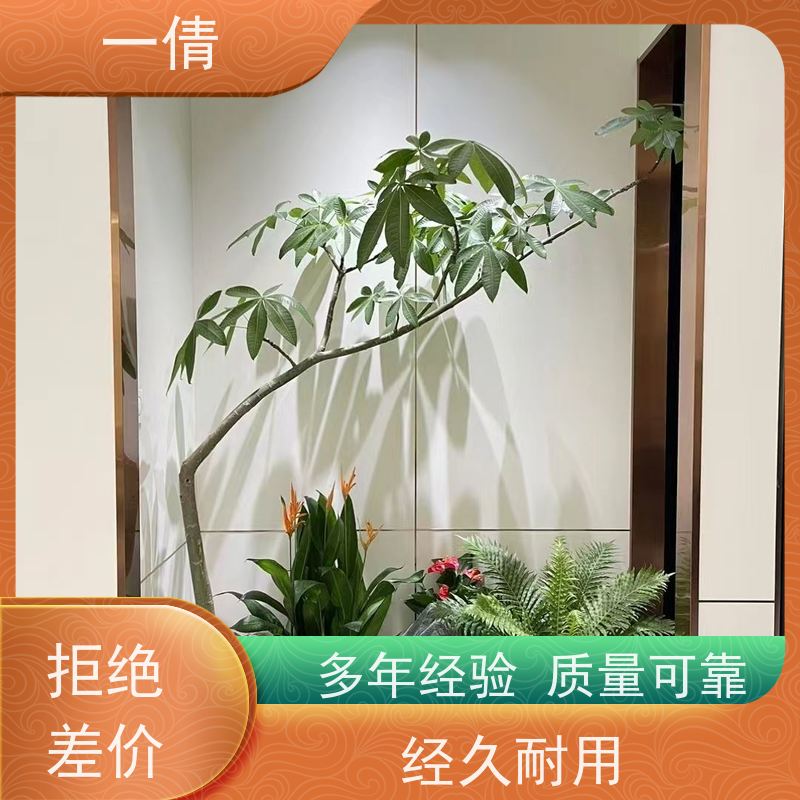 一倩花卉 办公室 富贵竹 绿植租摆 桌面绿植 花木护理