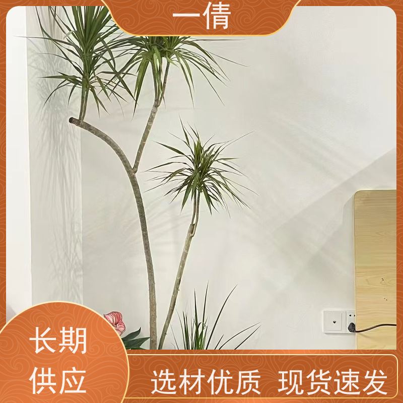 一倩花卉 办公室 8层黄金果 绿植租赁 全城配送 上门养护