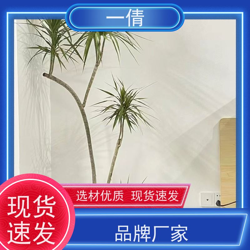 一倩花卉 前台 铁树 室内植物出租 种类繁多 规格齐全