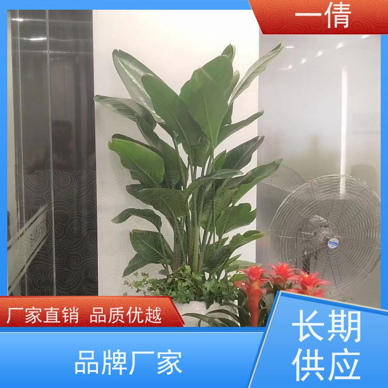 一倩花卉 室内 紫檀 绿植租摆 全城配送 上门养护