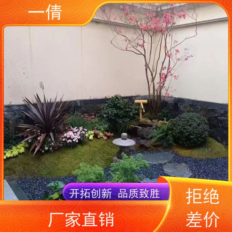 一倩花卉 前台 巴西美人 室内植物出租 桌面绿植 花木护理