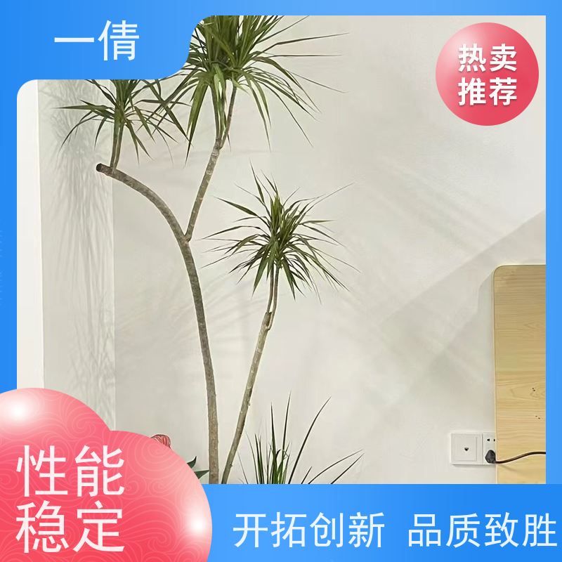 一倩花卉 深圳 金钻 绿植出售 全城配送 上门养护