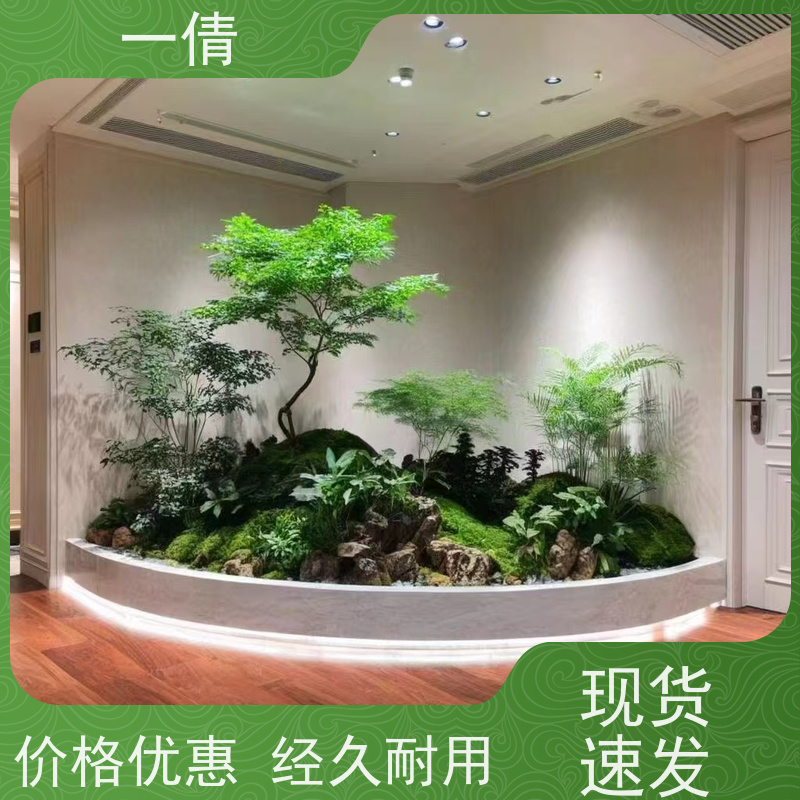 一倩花卉 前台 龙血树 绿植租赁 全城配送 上门养护