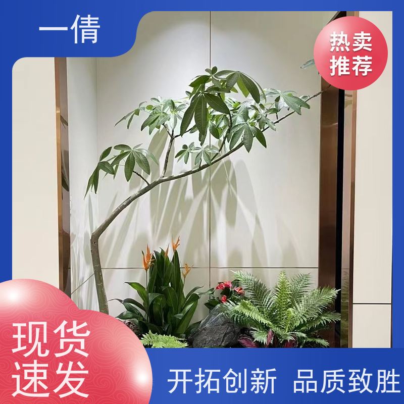 一倩花卉 深圳 造型螺纹铁 室内植物出租 种类繁多 规格齐全