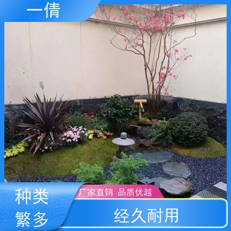 一倩花卉 前台 小慧兰 室内植物出租 全城配送 上门养护