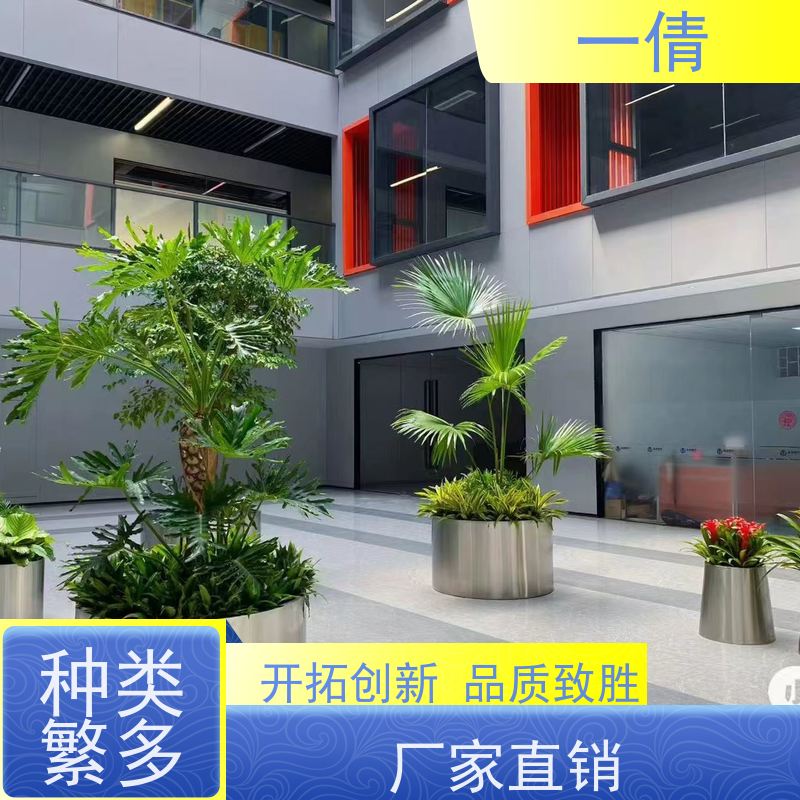 一倩花卉 前台 百合竹 室内植物出租 全城配送 上门养护