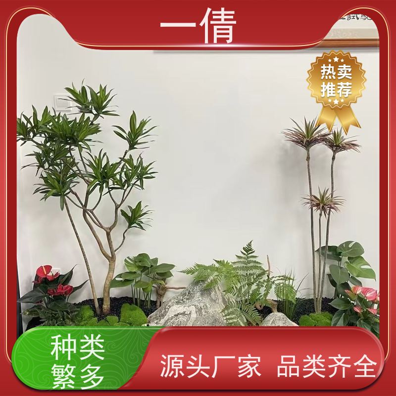 一倩花卉 前台 小仙女海芋 室内植物出租 全城配送 上门养护