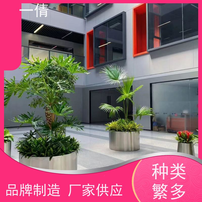 一倩花卉 前台 三杆发财树 室内植物出租 桌面绿植 花木护理
