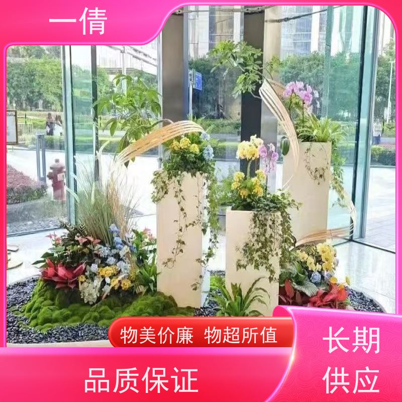 一倩花卉 办公室 银斑葛 绿植租赁 种类繁多 规格齐全
