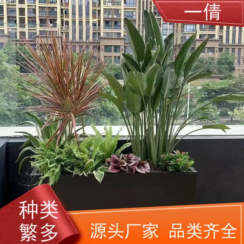 一倩花卉 办公室 苹果树 绿植出售 桌面绿植 花木护理