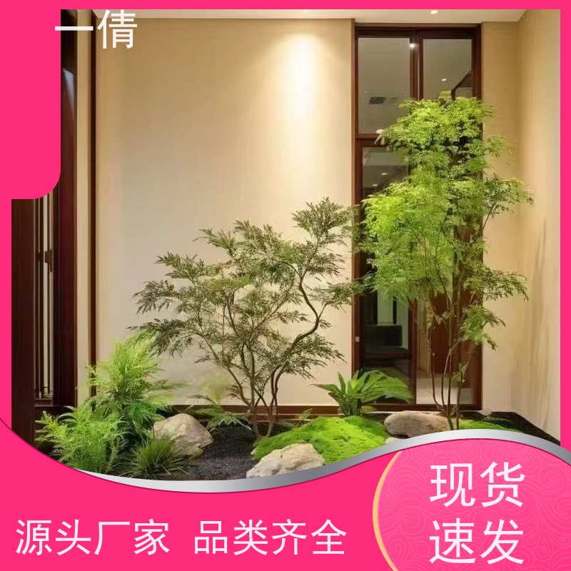 一倩花卉 深圳 富贵籽 室内植物出租 桌面绿植 花木护理