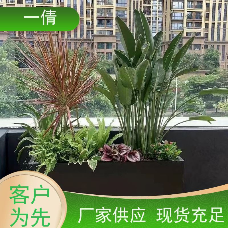 一倩花卉 室内 小琴叶榕 开业花篮租赁 种类繁多 规格齐全