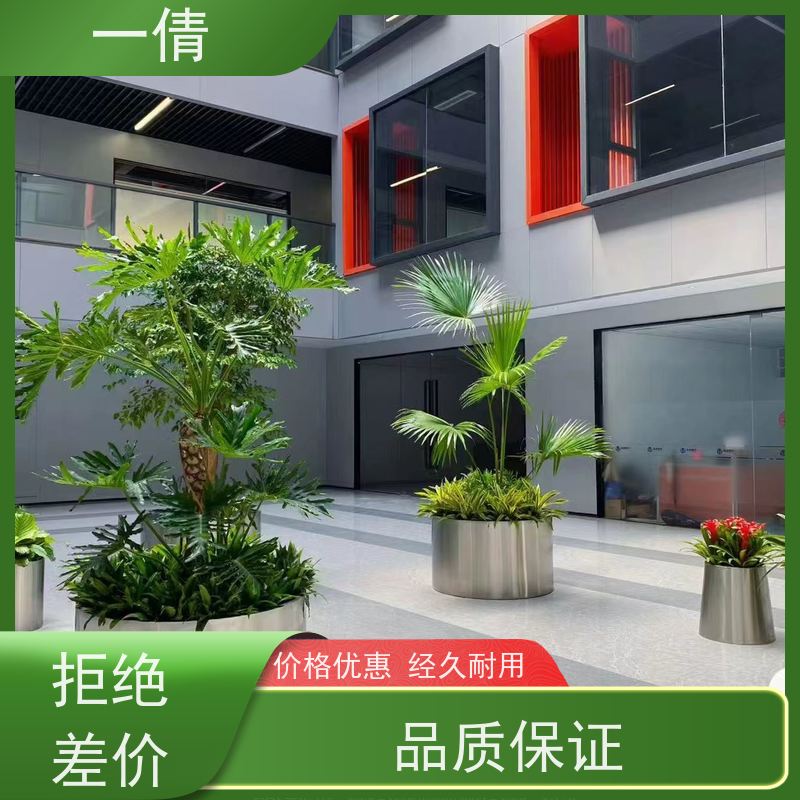 一倩花卉 前台 琴叶榕 开业花篮租赁 种类繁多 规格齐全