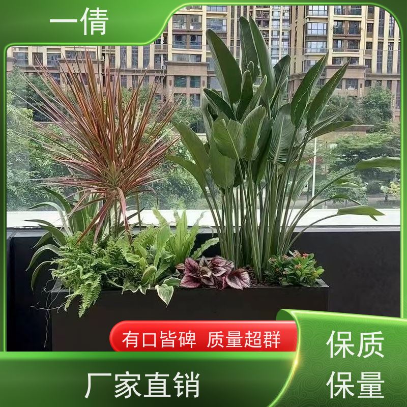 一倩花卉 深圳 冬青） 绿植租赁 全城配送 上门养护