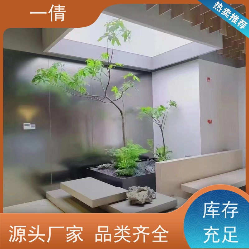 一倩花卉 前台 巴西木 室内植物出租 种类繁多 规格齐全