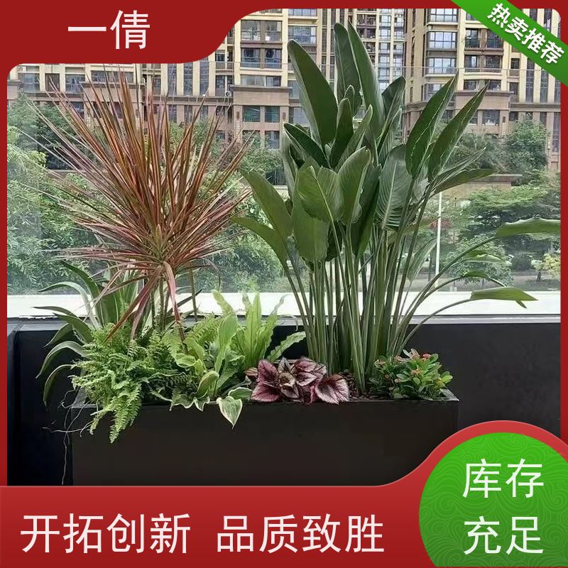 一倩花卉 室内 冬青） 开业花篮租赁 桌面绿植 花木护理