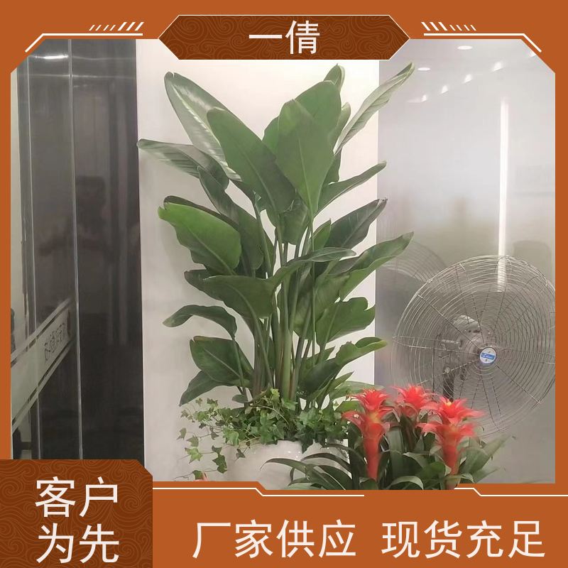 一倩花卉 前台 三层幸福树 绿植租摆 桌面绿植 花木护理