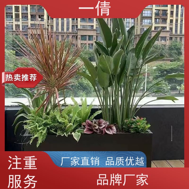 一倩花卉 深圳 碧玉 绿植出售 桌面绿植 花木护理