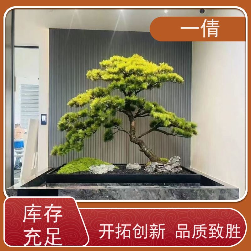 一倩花卉 深圳 单杆发财树 室内植物出租 种类繁多 规格齐全