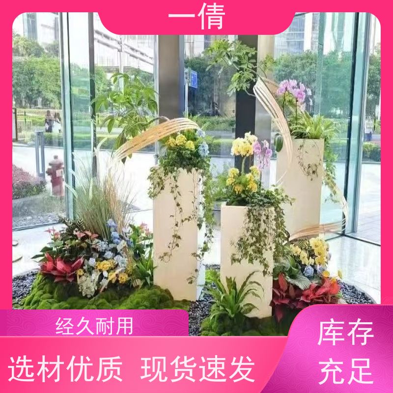 一倩花卉 办公室 鸭脚木 绿植租赁 桌面绿植 花木护理