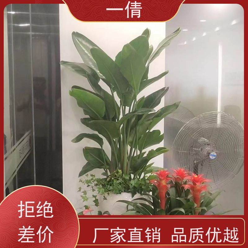 一倩花卉 办公室 绿巨人 绿植租摆 种类繁多 规格齐全