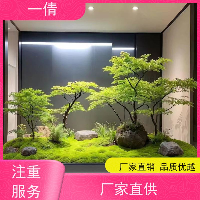 一倩花卉 前台 巴西木 绿植出售 桌面绿植 花木护理