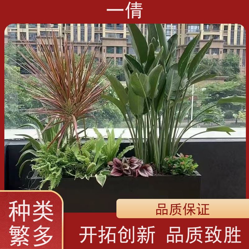 一倩花卉 办公室 杜鹃 绿植租赁 种类繁多 规格齐全